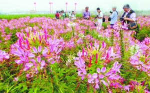 北京：花仙子万花园华北最大花卉景点开园