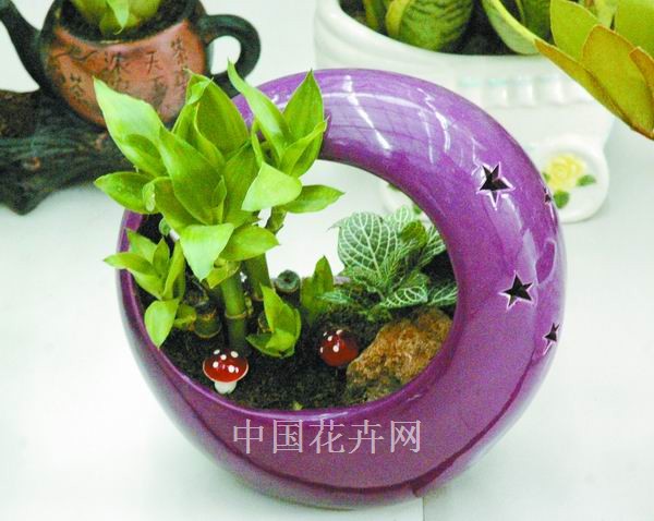 盆器以形取胜 盆钵器具（图）