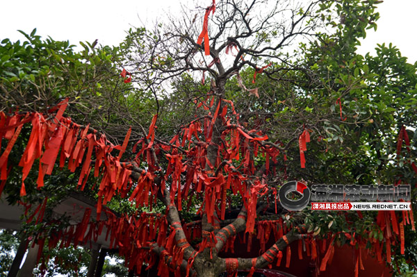 长沙岳麓山上的云麓宫旁边的桂花树枝叶出现大面积干枯。