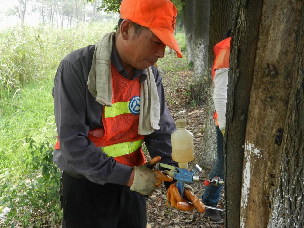 无锡宜兴公路处采用树干注射法治虫保绿化