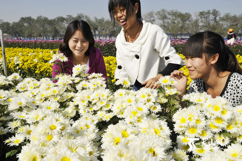 新疆：秋来正是赏菊时 10万盆菊花昌吉争艳