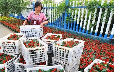 山东：双节临近 邹平节日鲜花销售忙