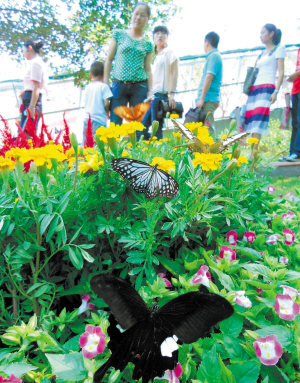 植物园蝴蝶谷内，上演着蝶恋花、花育蝶的动人故事