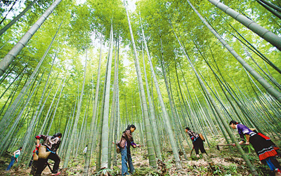 图为广西林农在竹林里砍杂