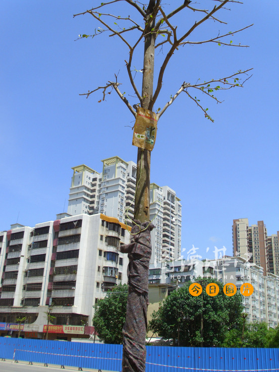 湛江：海滨路榄仁树 裹着“棉袄”打吊针