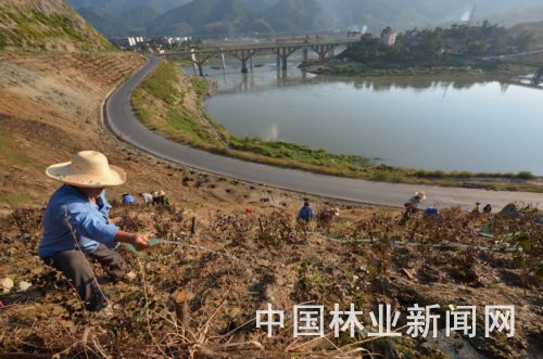 造林专班在黄龙镇桥头小班造林