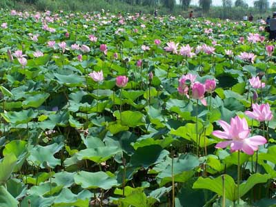 吉林：水生花卉明年将扮靓清水绿带