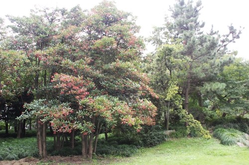 上海植物园:红珍珠的珊瑚树红果为节日添彩