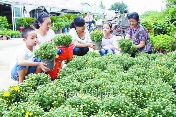 湖北襄阳：花期长易管理的千头菊热销