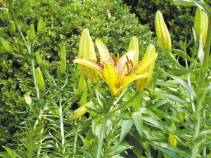 杭州西湖景区高丽寺百合花将进入盛花期