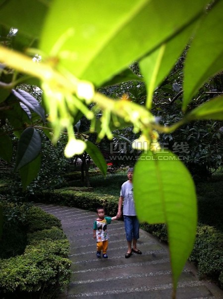 四川：桂湖公园桂花提前开 金桂银桂飘香