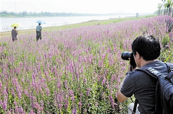 天津：北辰郊野公园吸引市民领略鲜花烂漫美景