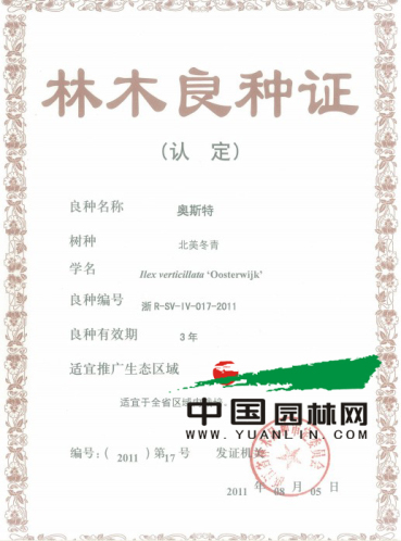 北美冬青必将红遍大江南北——访润土园艺总经理余有祥