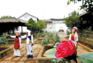 民族村将在茶花节期间为市民奉上一道关于茶花的视觉大餐