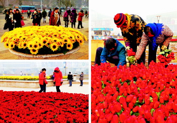 济南：仿真花卉扮靓泉城广场（图）