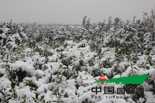 大雪中的红花红千层苗圃
