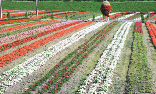 台湾：台东知本花海缤纷登场 10多种花卉争艳奇