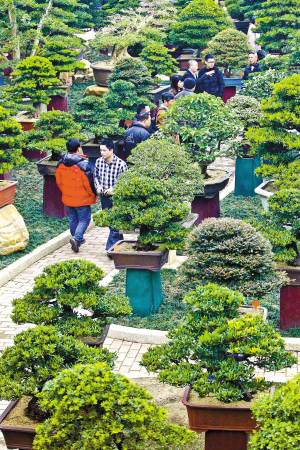 市民在陈村花卉世界参观各种精美盆景