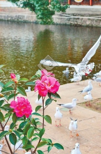 昆明茶花节启幕 八大亮点玩转茶花节