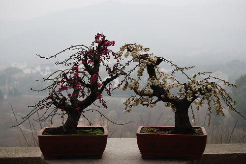 苏州：香雪海春节举办梅花盆景展