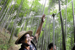 大堰农户在这片竹林里安装滴灌设备