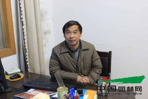 北美冬青必将红遍大江南北——访润土园艺总经理余有祥
