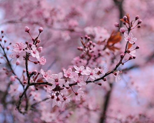 科学家一项基因组研究揭示梅花香奥秘