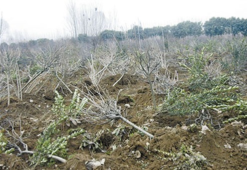 河南新乡农民7万株苗木一夜被铲 疑因村委会一地两租