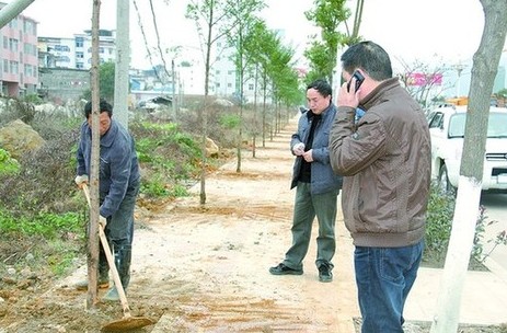 园林工人们正在东新路种植南方红豆杉