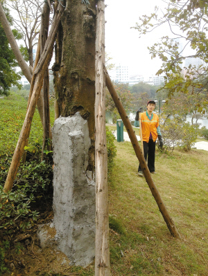 大树已经被水泥砌成的砖台支撑住，基本消除倒塌的可能