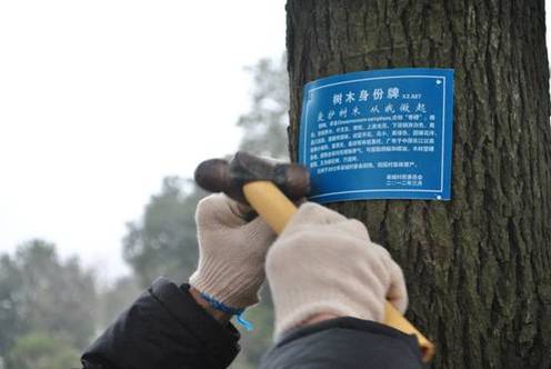 杭州江干区皋城村给树木配上“身份证”