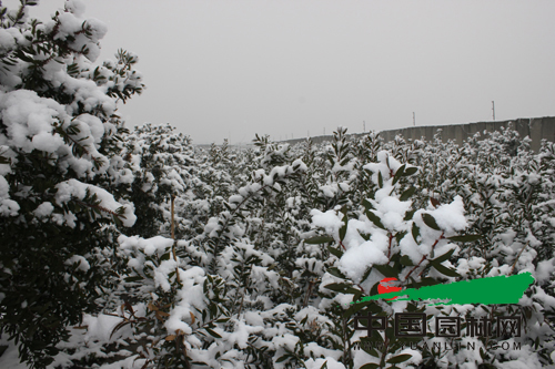 大雪中的红花红千层苗圃