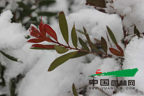 枝头红叶在白雪的映衬下显得格外娇艳