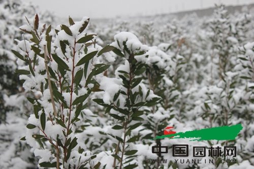 大雪的覆盖下红花红千层茁壮而坚挺