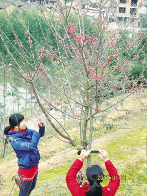 福建山樱花花期整体提前 坂里这边烂漫