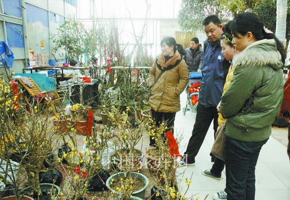 郑州：寒冬腊月 花市蜡梅花俏销