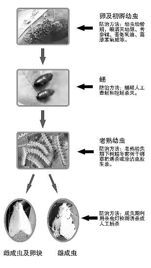 保定毛毛虫泛滥往人身上爬，满树遍地爬往屋里钻。