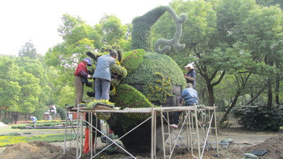 2013上海菊花展进入倒计时 将为上海市民打造菊花艺术盛宴