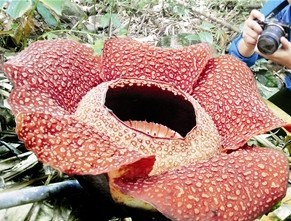 世界上最大最重的花朵——大王花.生长在树干上的毒榕果.