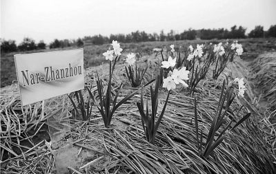 平潭水仙花试验基地里部分外地品种已经开花