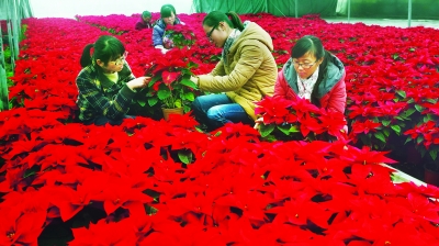 江苏：常熟缤纷鲜花迎节日（图）