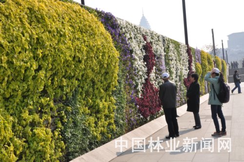 上海外滩数百米“花墙”各色花草争奇斗艳 