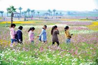 广西：南宁台湾花卉产业园幸福花海开园