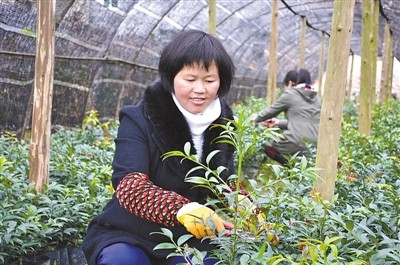 福建武平永平乡梁山村民靠种花卉走上致富路