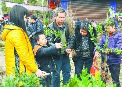 湖南：植树好时节 苗木购销火热 