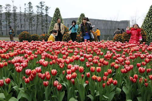 四川：成都去非遗花会闹元宵 花卉免费领汤圆不要钱