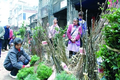 广西：灌阳苗木市场开春火爆