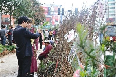 福建：浦城的苗木市场悄然升温 