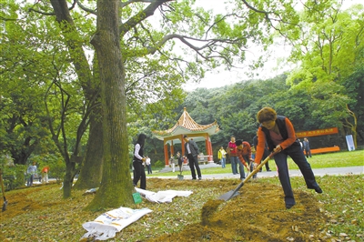 珠海：认建认养古树名木 用善举延续一片百年新绿