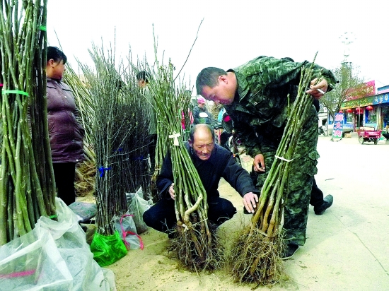 河南三门峡阳店镇完成苗木订购及其他林业建设任务